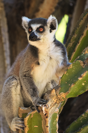 Ring-tailed lemur, Lemur catta, resting in Berenty Private Reserve, Madagascarの写真素材