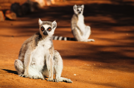 Ring-tailed lemur, Lemur catta, sunbathing in the early morning in Berenty Private Reserve, Madagascarの写真素材