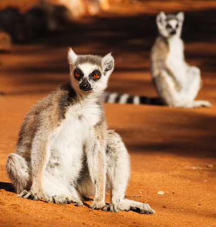 Ring-tailed lemur, Lemur catta, sunbathing in the early morning in Berenty Private Reserve,...
