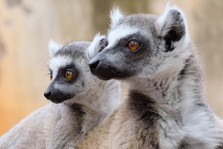Mother and infant ring-tailed lemur, Lemur catta, in Berenty Private Reserve, Madagascarの写真素材