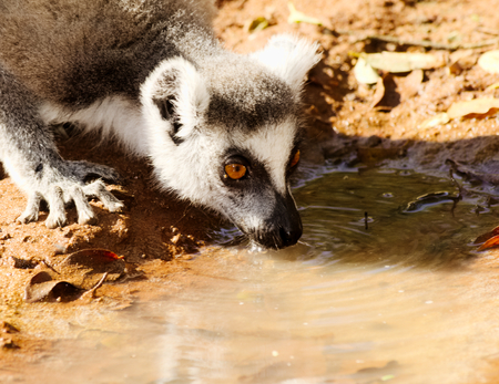 Ring-tailed lemur, Lemur catta, drinking in Berenty Private Reserve, Madagascar