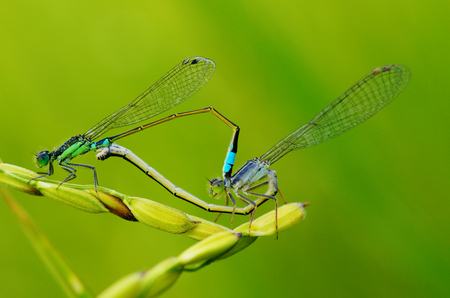 little damselfly copulating, reproducing in a triangle harmonious shape