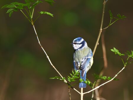 Eurasian blue tit, Cyanistes caeruleus, perchingの写真素材