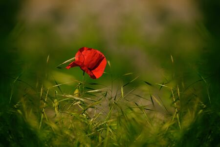 Single red wild poppy in the middle green grassの写真素材