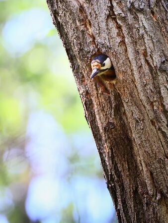 Great spotted woodpecker, Dendrocopos major, popping its head out of the tree hole nestの写真素材