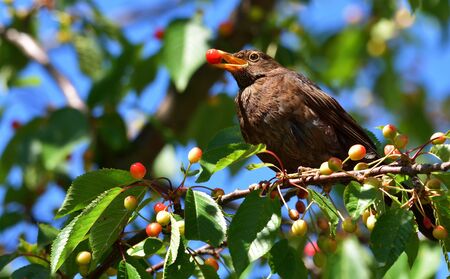Common black bird, Turdus merula, foraging and eating cherry fruitの写真素材