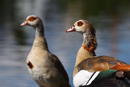 A couple of egyptian goose, Alopochen aegyptiaca, next to a riverの写真素材