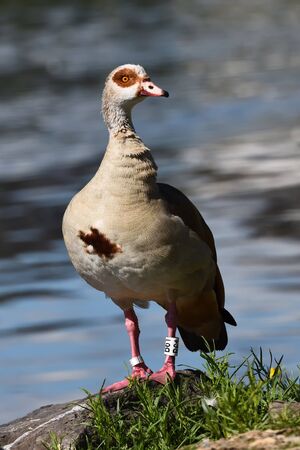 An egyptian goose, Alopochen aegyptiaca, next to a river