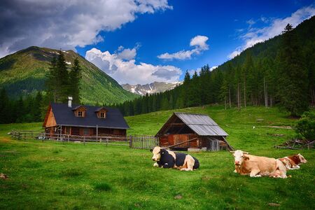 Beautiful summer landscape at Etrachsee, Austriaの写真素材