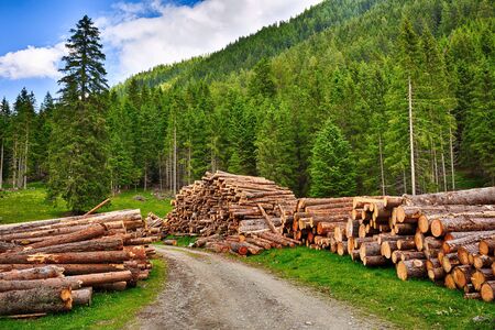 Log, timber from tree plantation ready for transportation, Austriaの写真素材