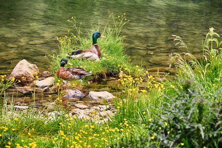 Mallard duck male resting on the lake shore of Etrachsee, Austriaの写真素材