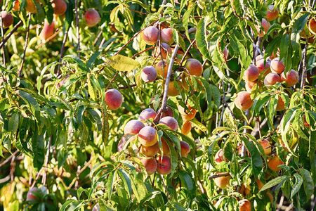 Peach tree with lots of ripe peach fruits in summerの写真素材