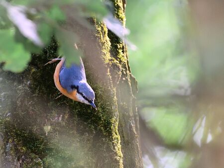 Beautiful portrait of Eurasian nuthatch or wood nuthatch, Sitta europaea, in the forestの写真素材