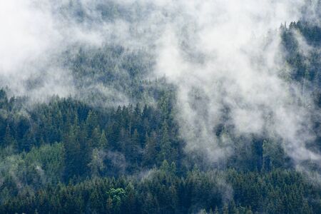 High altitude european forest in a summer foggy, misty dayの写真素材