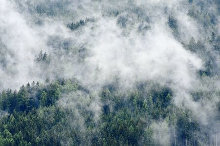 High altitude european forest in a summer foggy, misty dayの写真素材