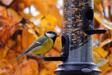 Great tit feeding on a bird feeder in autumnの写真素材