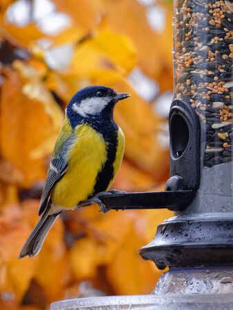 Great tit feeding on a bird feeder in autumnの写真素材