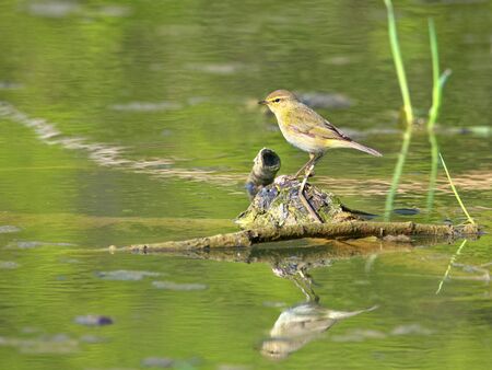 Thirsty Common chiffchaff standing on a rock surrounded by waterの写真素材