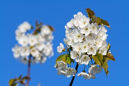 White cherry blossom in spring on a blue sky backgroundの写真素材