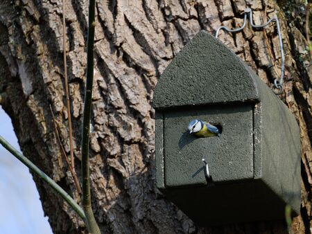 Eurasian blue tit coming out of a bird nest boxの写真素材