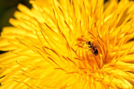 Small ant covered with pollen foraging on nectar and pollinating a yellow flower of dandelion in springの写真素材