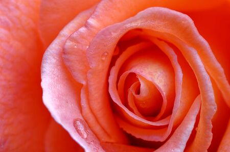 Close up of a red pink roseの写真素材