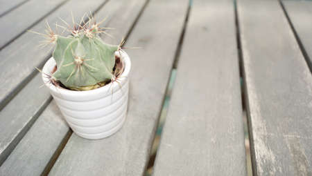 Cactus or smallの写真素材
