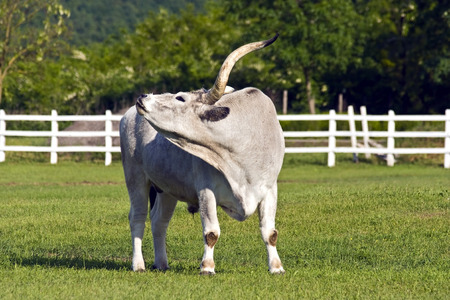 Grey cattleの写真素材