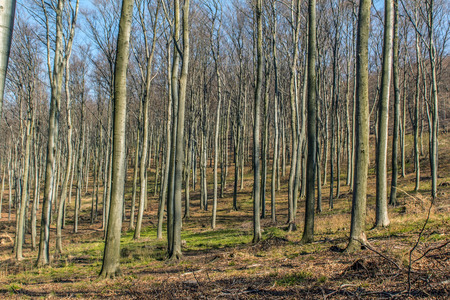 Woodsの写真素材