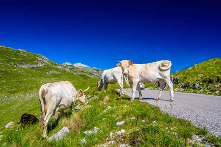 Montenegro mountains, Durmitor Piva, Tara Panoramaの写真素材