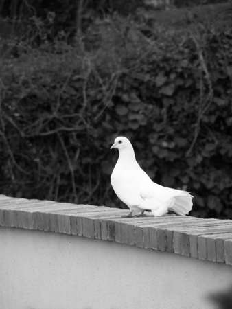 One beautiful bnw of the plumage of a dove on a wall focused on foreground. We can see the tail plumage of this female attribute bird.の写真素材
