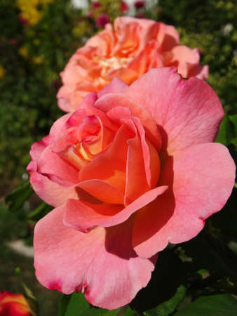Big roses alignment with extra colors and petals. Who are varying in colors. Outdoor beautiful vertical photography. Selective focus of beautiful peach and pink colors in this ornamental gardenの写真素材