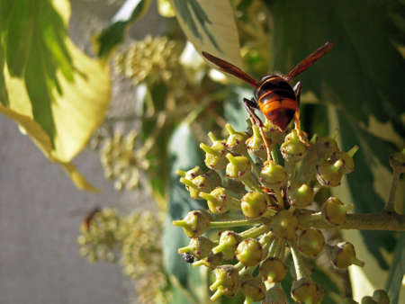 Various insects positions on or near sphere blooming ball and yellow and green large falling leaves....
