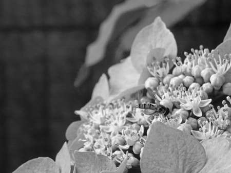A small insect on tiny hydrangea bloomed part. He looked like a tiny bee shooted and detailed in a black and white photographyの写真素材
