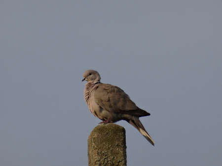 One young gray streptopelia decaoctoの写真素材