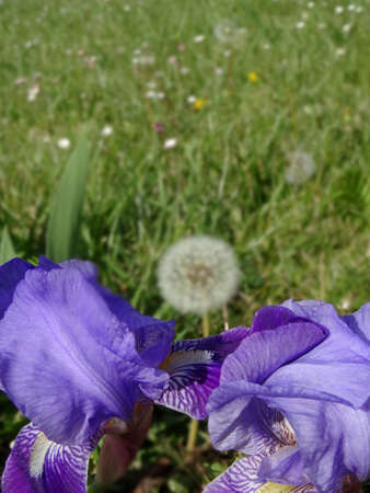 Corollas of iris in the wind plus defocused dandelion in the back against the grass in a vertical...