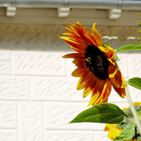 One large aged sunflower with a bumblebee who is working at pollination. Scene shooted close up in a square format. Focused on Foreground with a pattern on the wall who composes the background.の写真素材