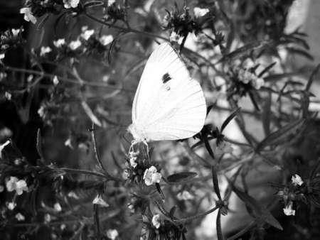 one perched pieris brassicae butterfly on tiny flowers focused on foreground full lengthの写真素材