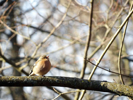 One Chaffinch - Fringilla coelebs bird who is looking up perched focused on foreground - scenic birdの写真素材