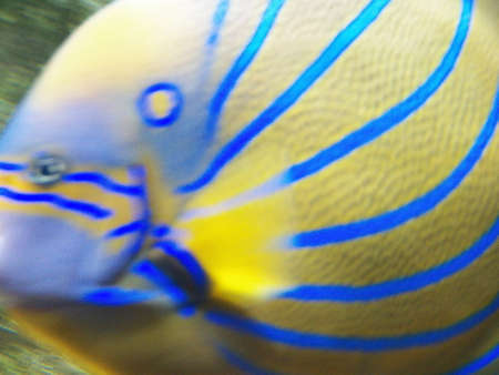 One blue ringed angelfish shot close up with fin movement in this defocused details of colors...