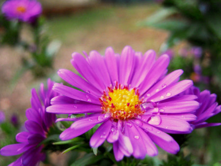Wet vivid petals and flower head focusedの写真素材