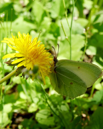 A green yellow gonepterix specie near the pieris butterfly perched on natural yellow big flower edited in an 4x5 photography or in a wild outdoors selective focusの写真素材