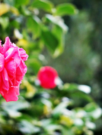 Rose in natural areaの写真素材
