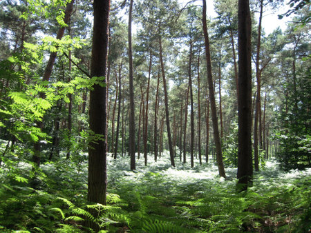 Lot of French forest with superior qualities and densityの写真素材