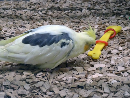 A nympicus psittacidae who is playing on shaving wood