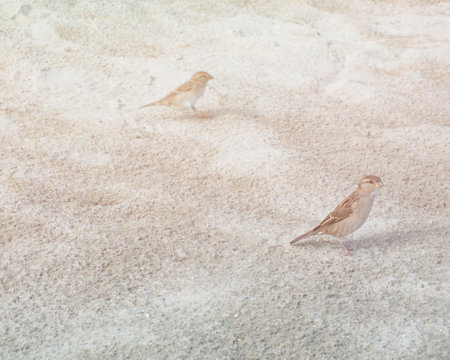 A couple of sparrow on the thin sand with photography feeling edition in a sunbathing 5x4 photographyの写真素材