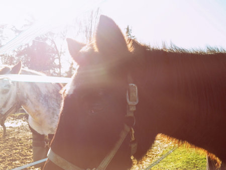 Close-up of a group of horses from the enclosure with an intense sunbeamの写真素材