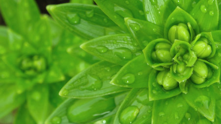 Details of green leaves of a wet plantの写真素材