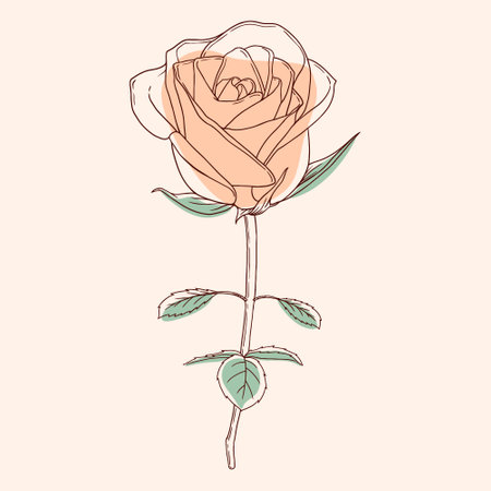 A single rose flower elegant minimalist art styleのイラスト素材