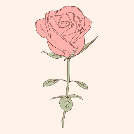 Vintage minimalist art style rose flower illustrationのイラスト素材